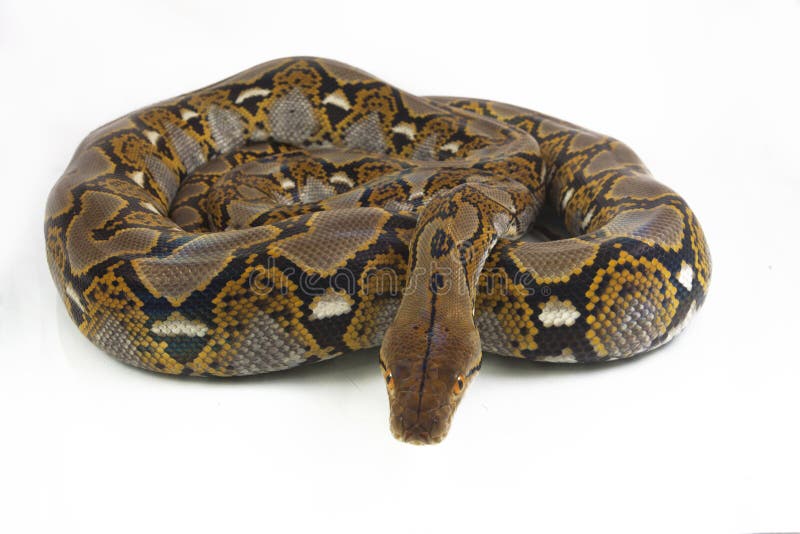 网状的Python Python reticulatus 免版税库存照片