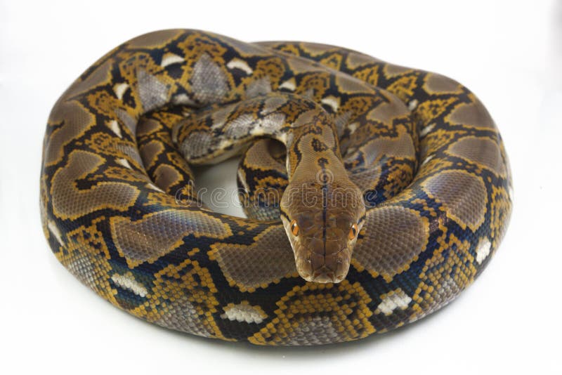 网状的Python Python reticulatus 免版税库存图片