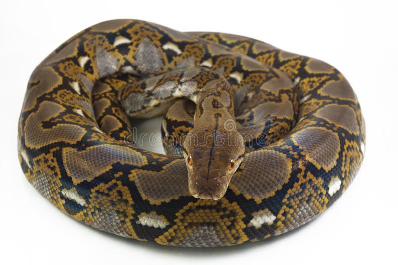 网状的Python Python reticulatus 免版税库存图片