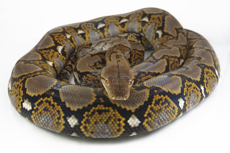 网状的Python Python reticulatus 图库摄影