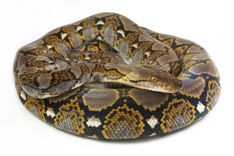 网状的Python Python reticulatus 免版税库存照片