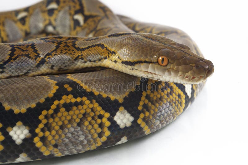 网状的Python Python reticulatus 免版税库存照片