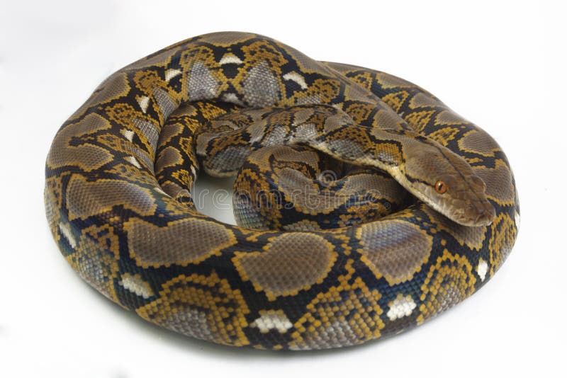 网状的Python Python reticulatus 库存图片
