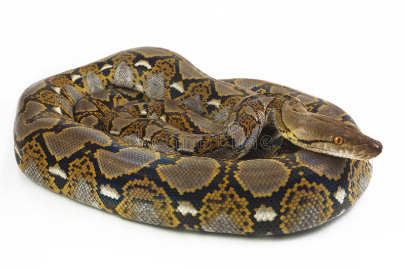 网纹蟒 Python reticulatus 免版税库存照片