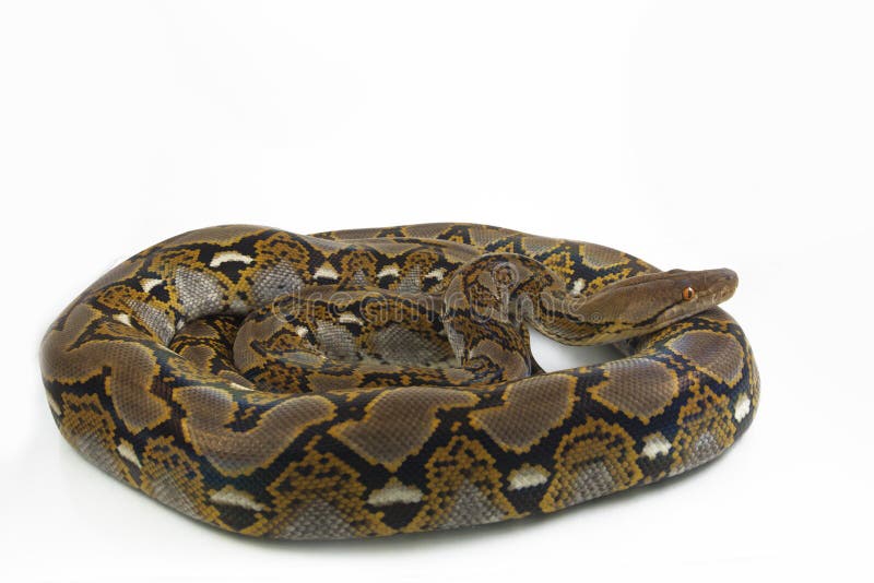 网状的Python Python reticulatus 免版税库存图片