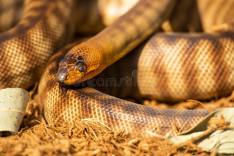 Woma Python στοκ εικόνες