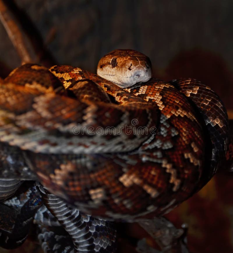 Python (pythonidae) dans un terrarium dans un zoo