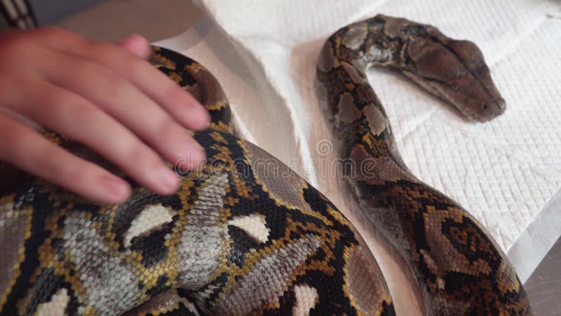 网状的Python Python在狩医表上的Reticulatus蛇 野生生物动物的兽医服务 股票录像
