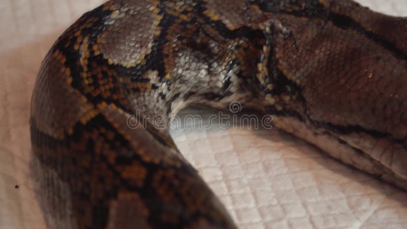 网状的Python Python在狩医表上的Reticulatus蛇 野生生物动物的兽医服务 影视素材