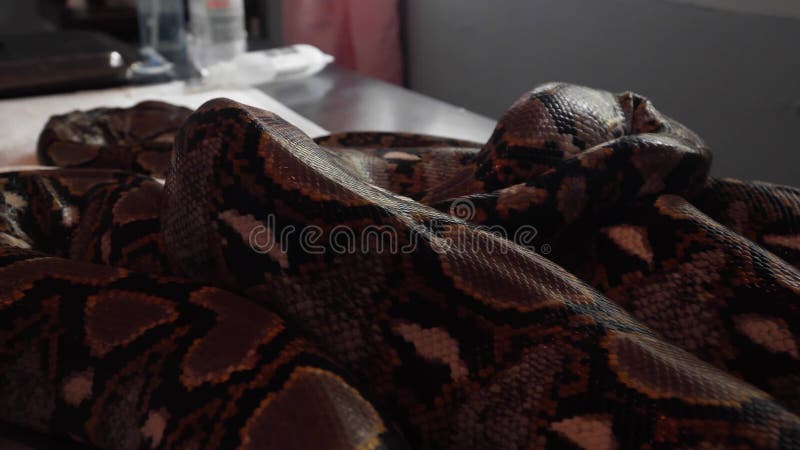 网状的Python Python在狩医表上的Reticulatus蛇 野生生物动物的兽医服务 股票视频