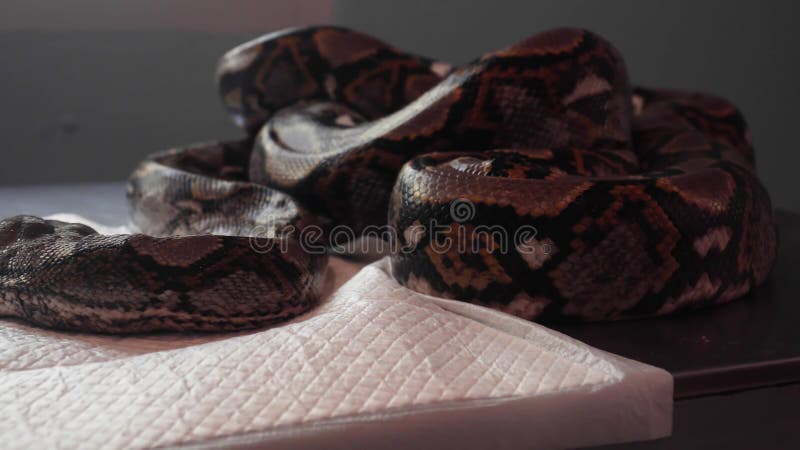 网状的Python Python在狩医表上的Reticulatus蛇 野生生物动物的兽医服务 股票录像