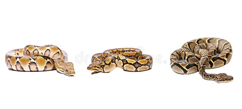 软python动物 向量例证