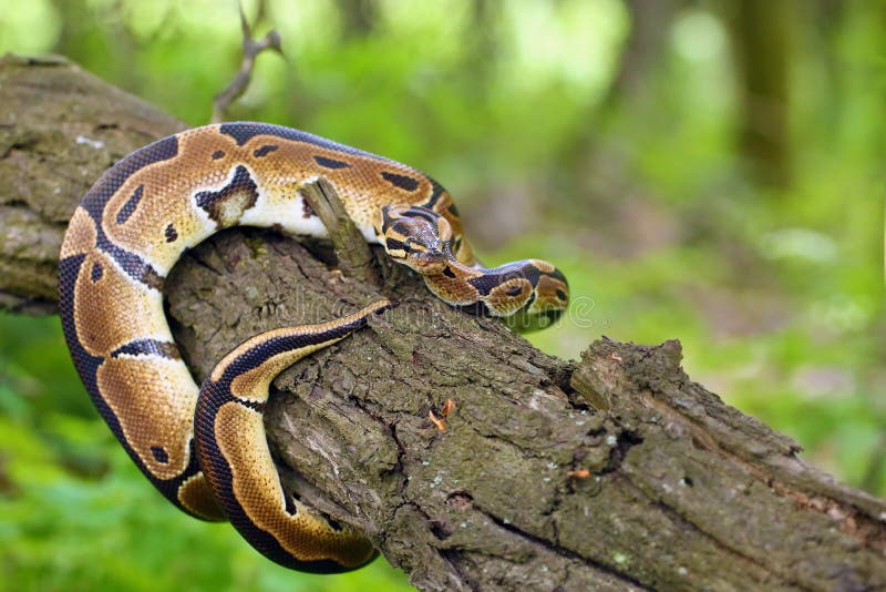 Η βασιλική πυτόν Python regius, γνωστή και ως ball python, ξαπλωμένη σπειρωμένη σε ένα ξερό κλαδί με πράσινο φόντο. Μικρή αφρικανι στοκ εικόνες