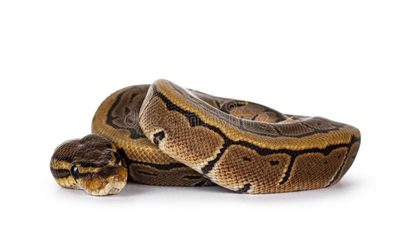 Змея python мяча пинстрайпа на белом фоне стоковая фотография rf