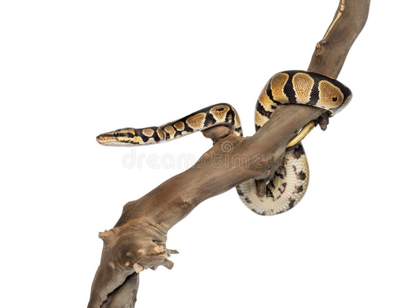 Python regiusが枝にいる横からの眺め ストックフォトグラフィー
