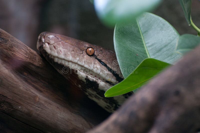 python reticulated στοκ εικόνες python reticulated στοκ εικόνες