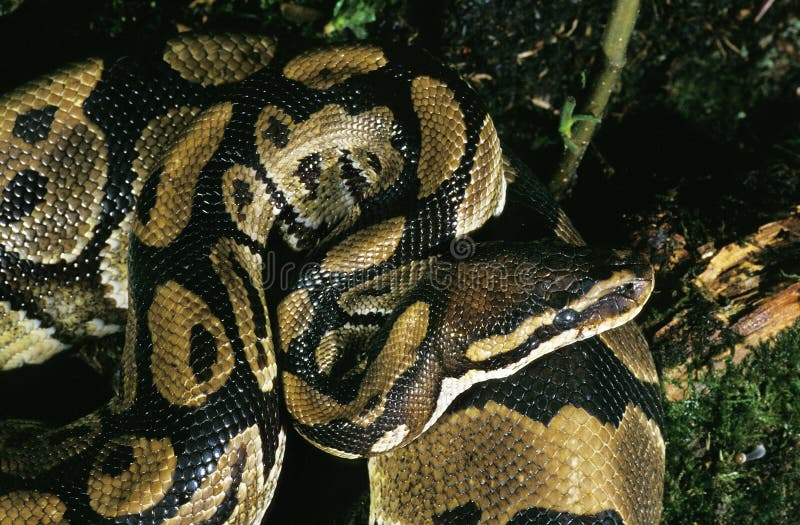 PYTHON ROYAL python regius royalty free stock photography