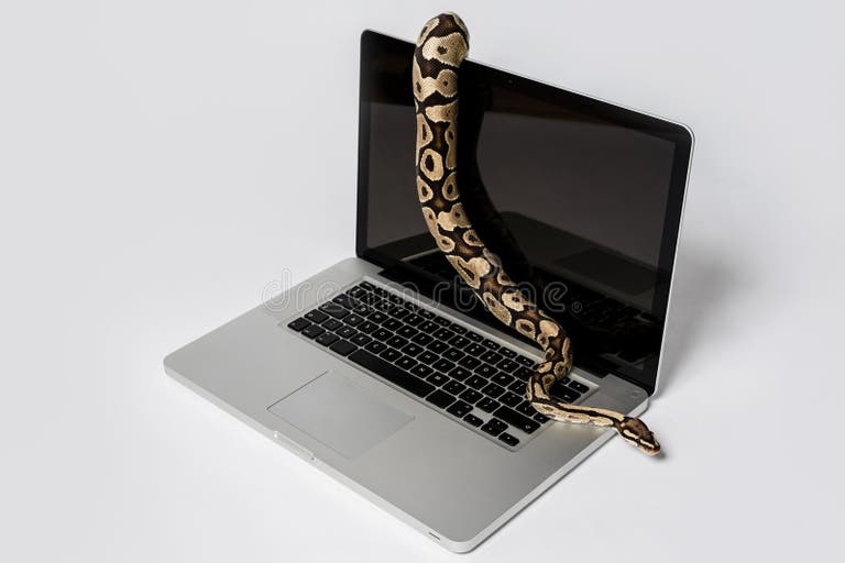 Python Snake and Laptop Computer. Concept of Using High-level ...
