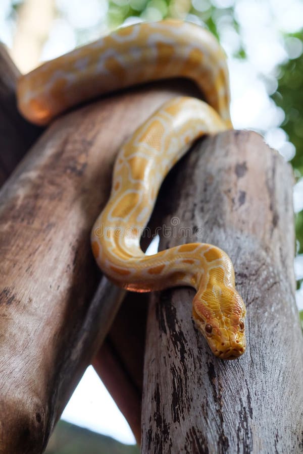 Python snake stock photo