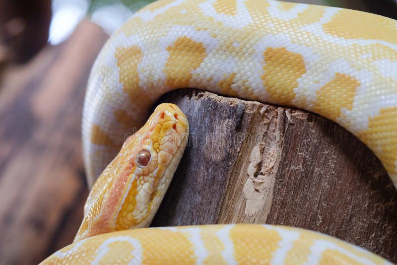 Python snake royalty free stock photo