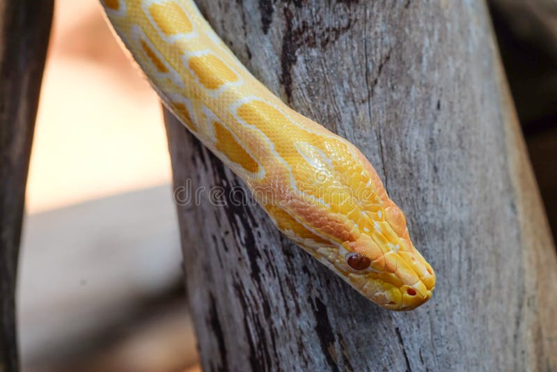 Python snake stock images