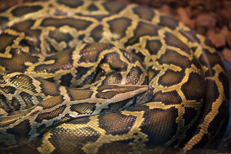 python sleep python sleep