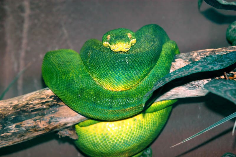 Python vert en gros plan