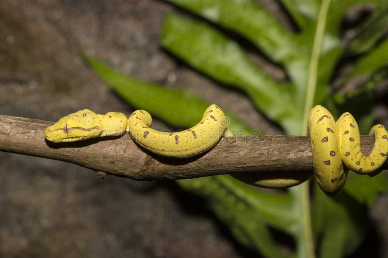 Python vert arboricole présentant sa coloration jaune juvénile. Canon 5D MkIII.