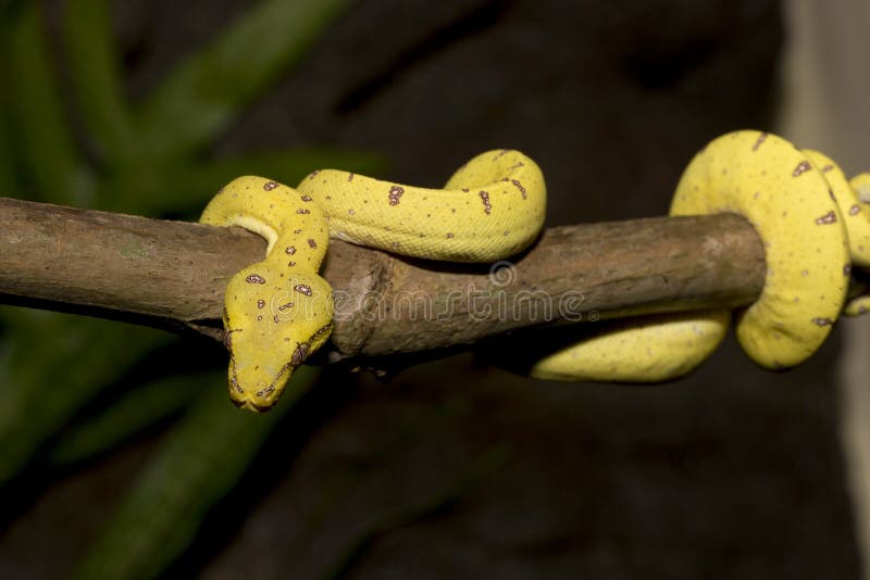 Python vert arboricole (Chondropython) présentant sa coloration jaune juvénile. Canon 5D MkIII.
