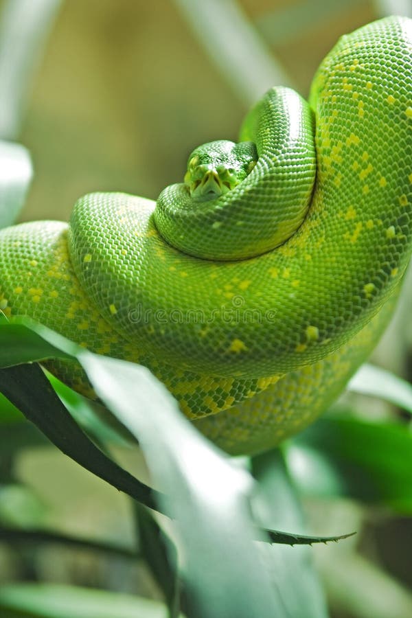 Lumière verte du Python parmi les plantes sur une branche.