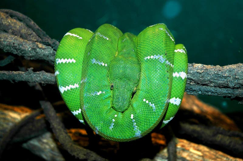 Un python vert enroulé et se reposant sur une branche