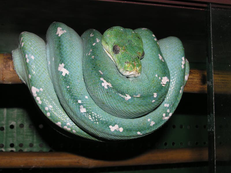 Python vert dans la ferme