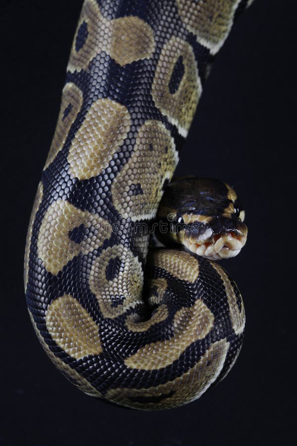Pythonball snake. Python snake portrait in studio. Python reticulatus stock images, royalty-free photos and pictures