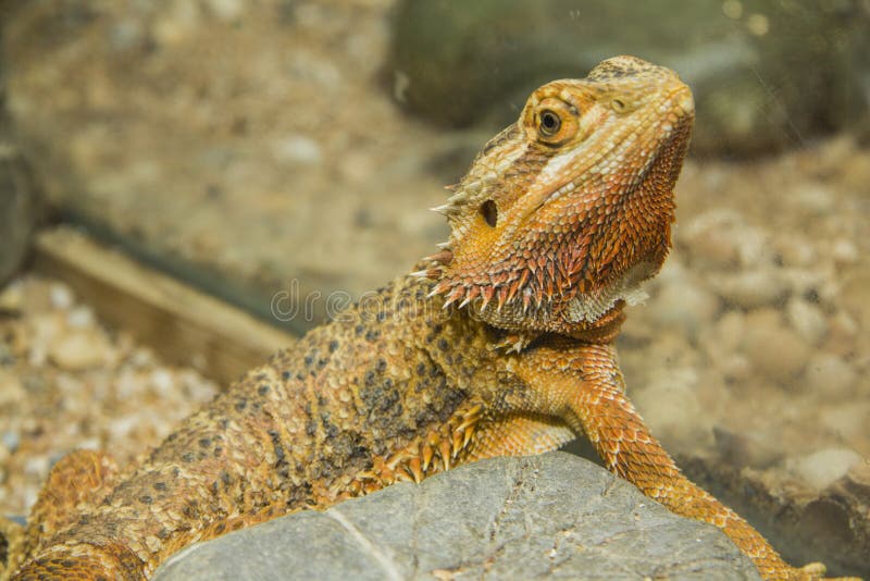 Pythonhode stockbilder