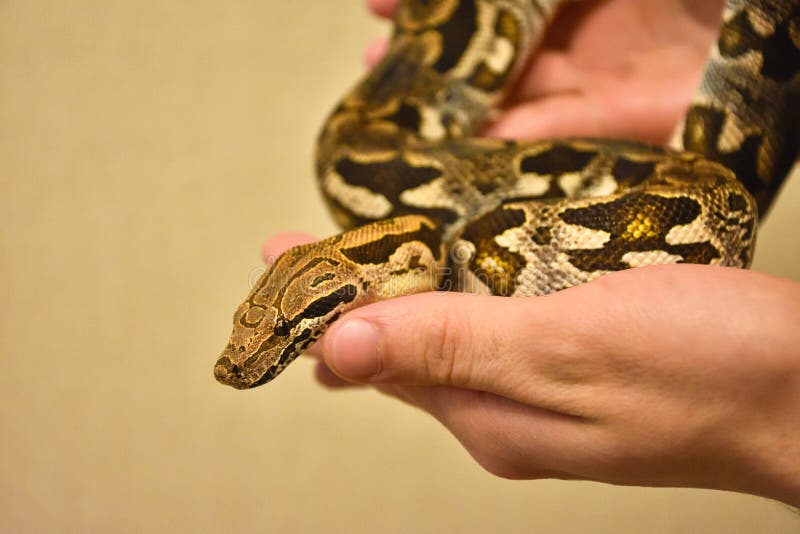 Python在手边，在手边蛇，人拿着Python 免版税库存照片