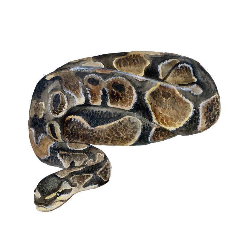水彩画特写，描绘了皇家蟒或Python regius，背景为白色。手绘冷血危险动物 库存图片