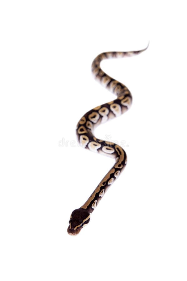 皇家Python或者球Python在白色 免版税库存照片