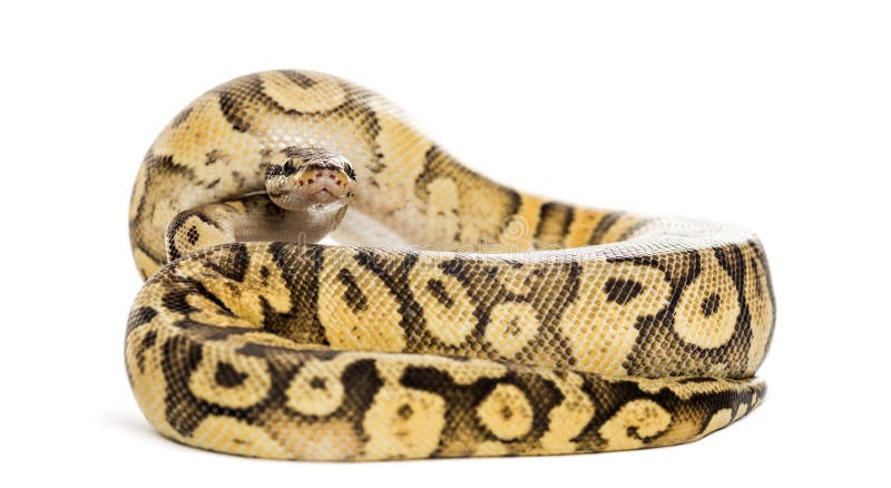 皇家Python，国王的Python，滚动 免版税库存图片
