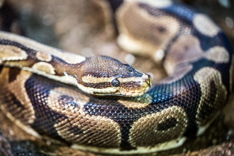 球蟒, Python regius 库存图片