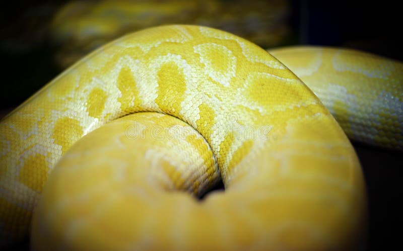 金Python，网状的Python皮肤 库存图片