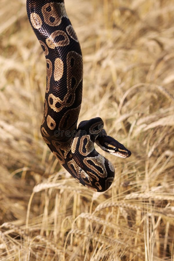 蛇皇家Python或者球Python国王基于领域的成熟麦子小麦属植物，底的手8月 库存图片