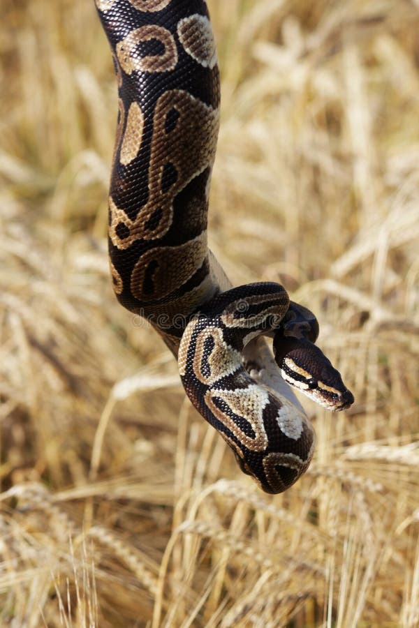 蛇皇家Python或者球Python国王基于领域的成熟麦子小麦属植物，底的手8月 免版税库存照片