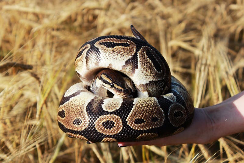 蛇皇家Python或者球Python国王基于领域的成熟麦子小麦属植物，底的手8月 库存照片