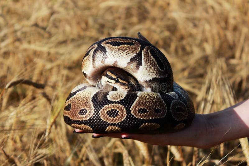 蛇皇家Python或者球Python国王基于领域的成熟麦子小麦属植物，底的手8月 免版税库存图片