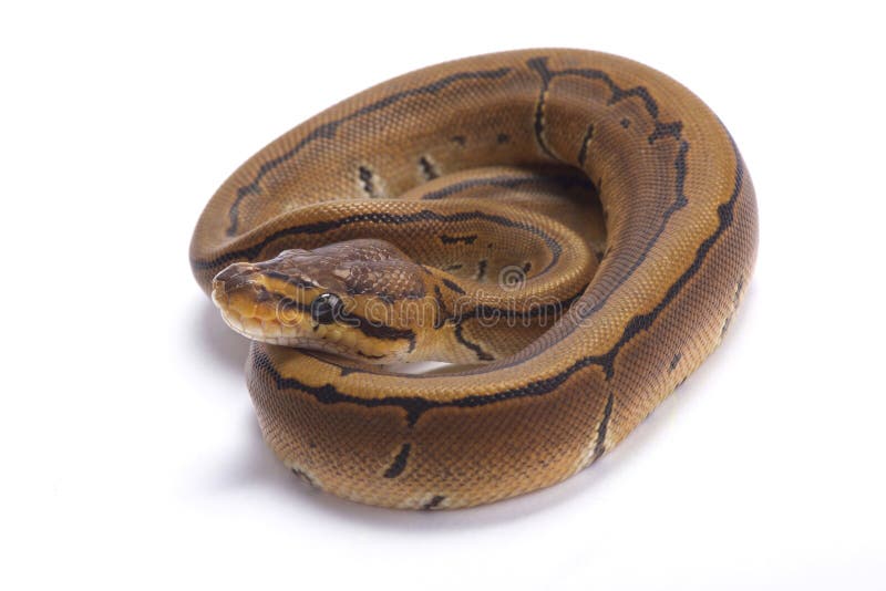 球Python，国王的Python 图库摄影