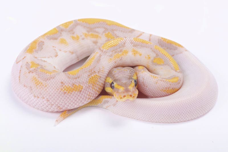球蟒,Python regius 免版税库存照片