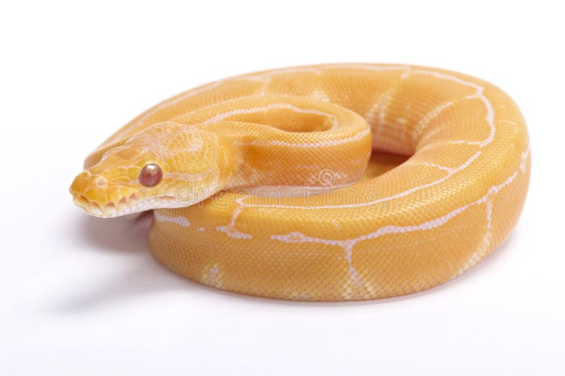 球蟒,Python regius 图库摄影