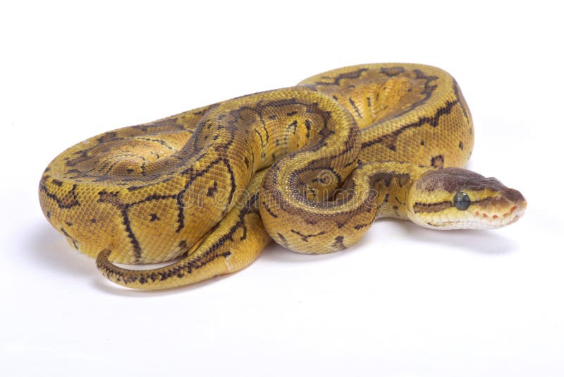 球蟒,Python regius 免版税库存图片
