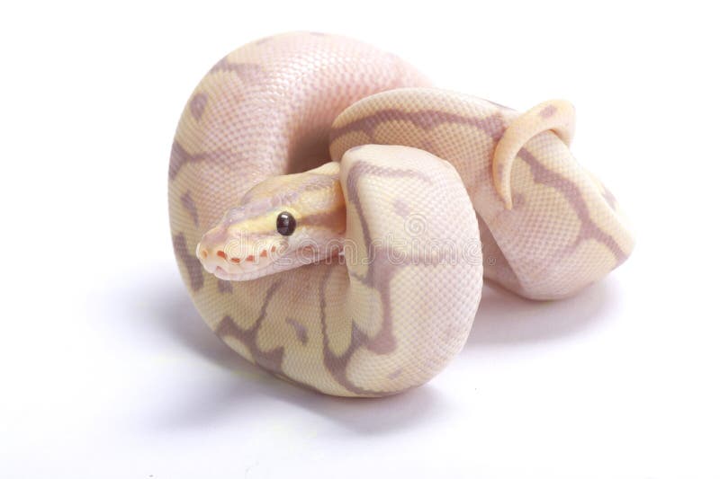 球蟒,Python regius 免版税图库摄影