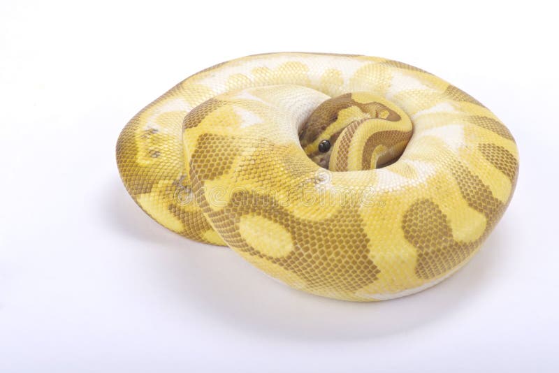 球Python，国王的Python 库存图片
